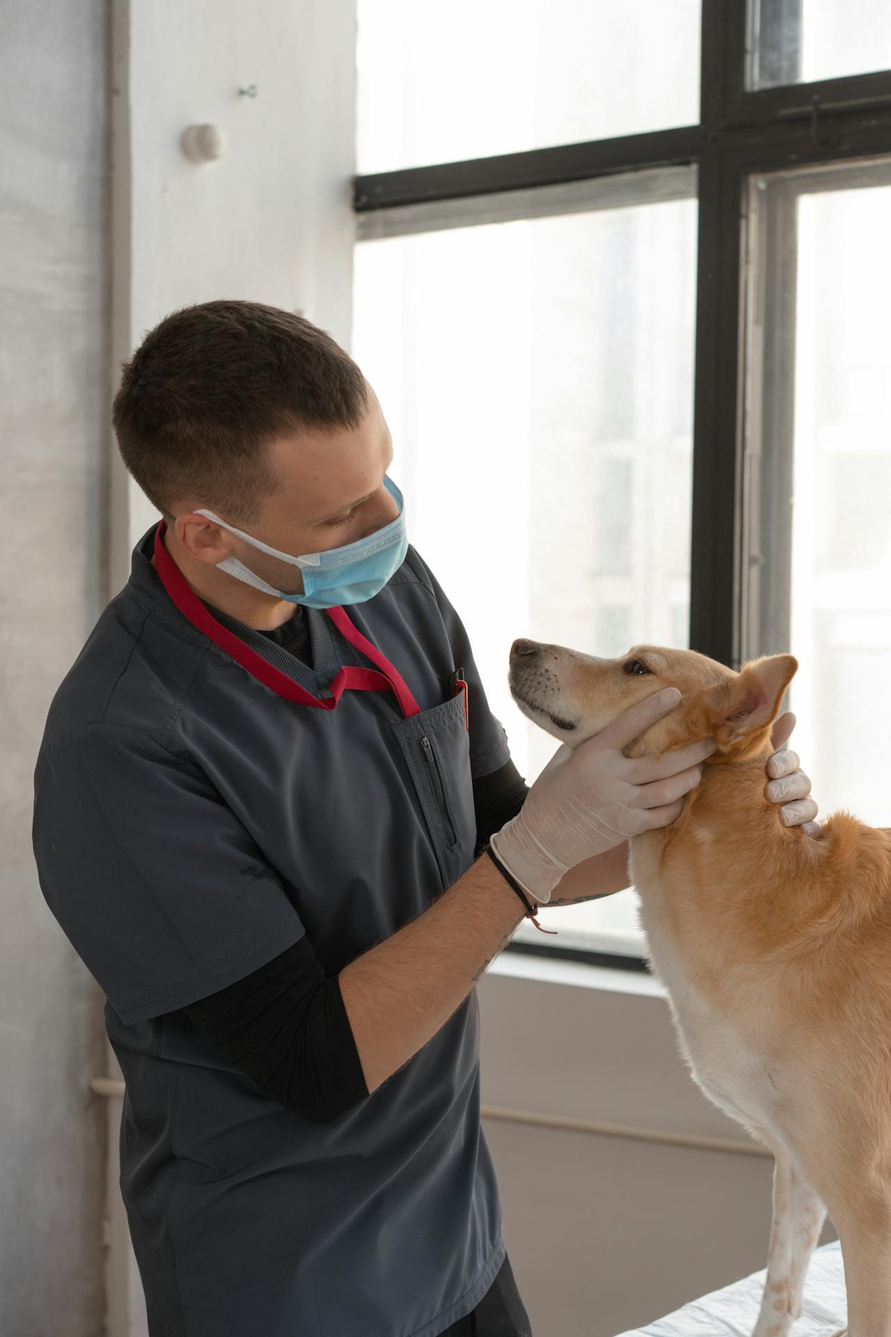 Veterinaria